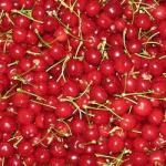 Cerise