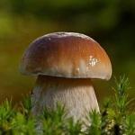 Champignon